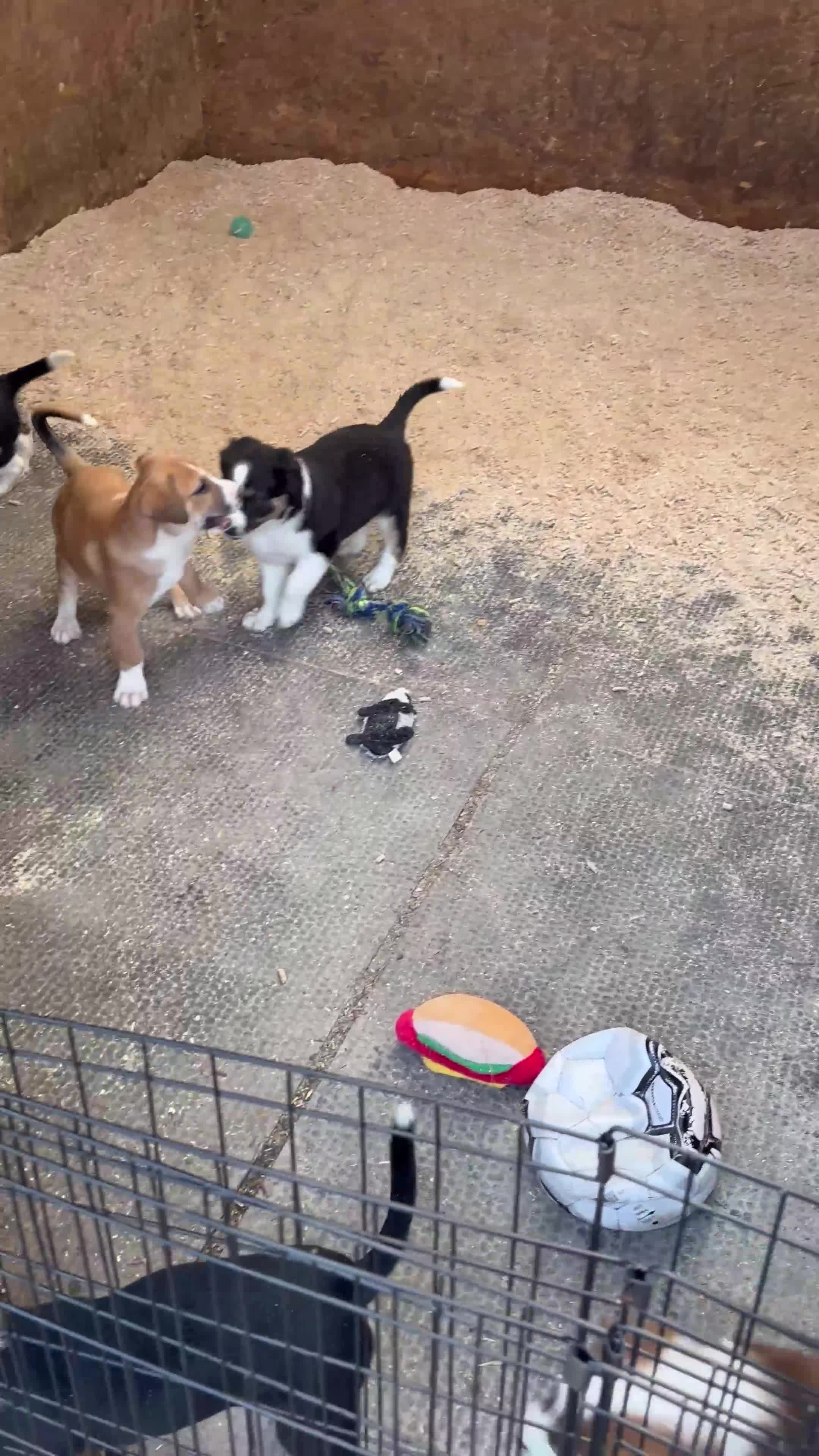 Mixed Breed dogs for sale: Collie x Lurcher Springer - Video 4