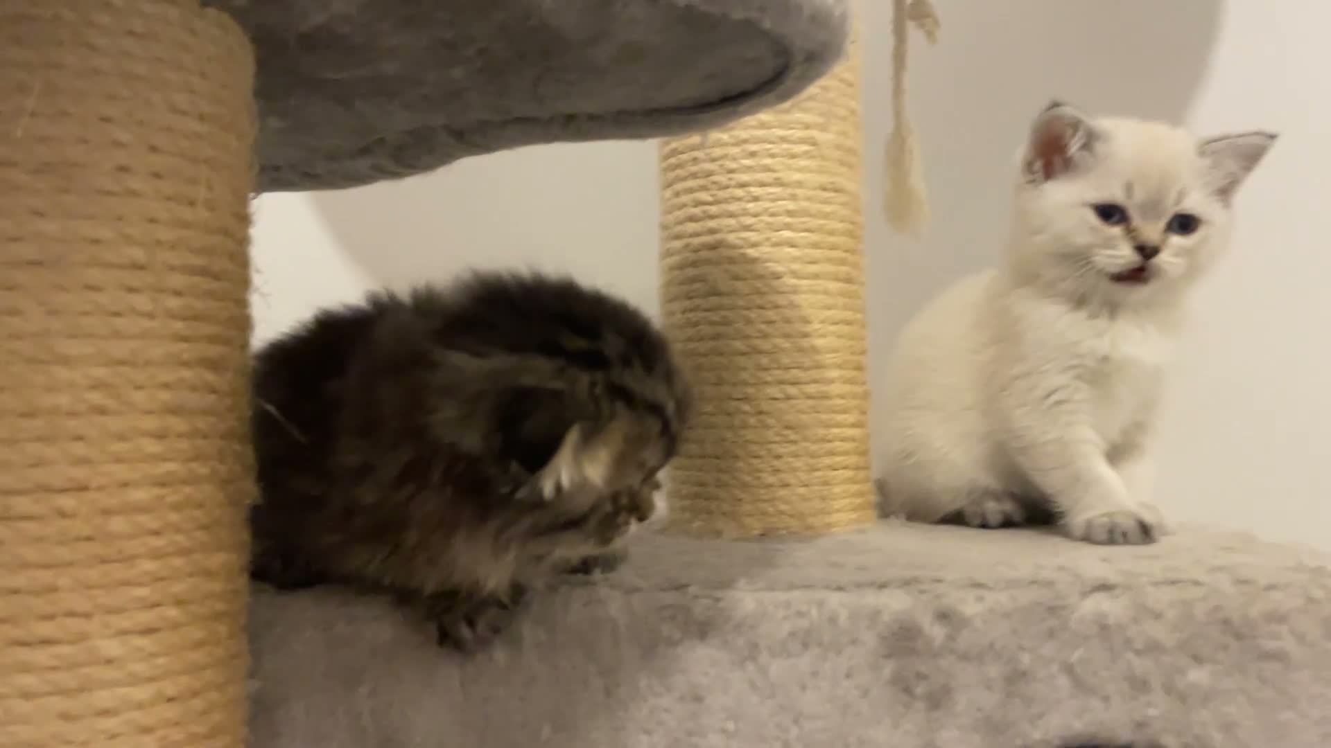 Scottish Fold cats for sale: Adorable Scottish Fold Kittens for Sale  - Video 2