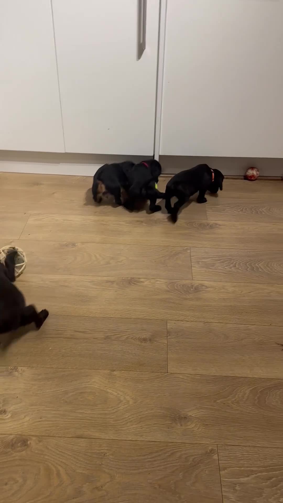 Sprocker dogs for sale: Sprocker puppies! - Video 3