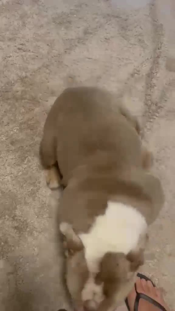 English Bulldog dogs for sale: Two female English Bulldog - Video 2