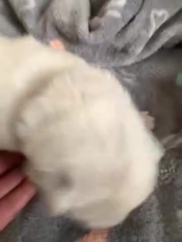 Samoyed dogs for sale: Samoyed puppys - Video 5