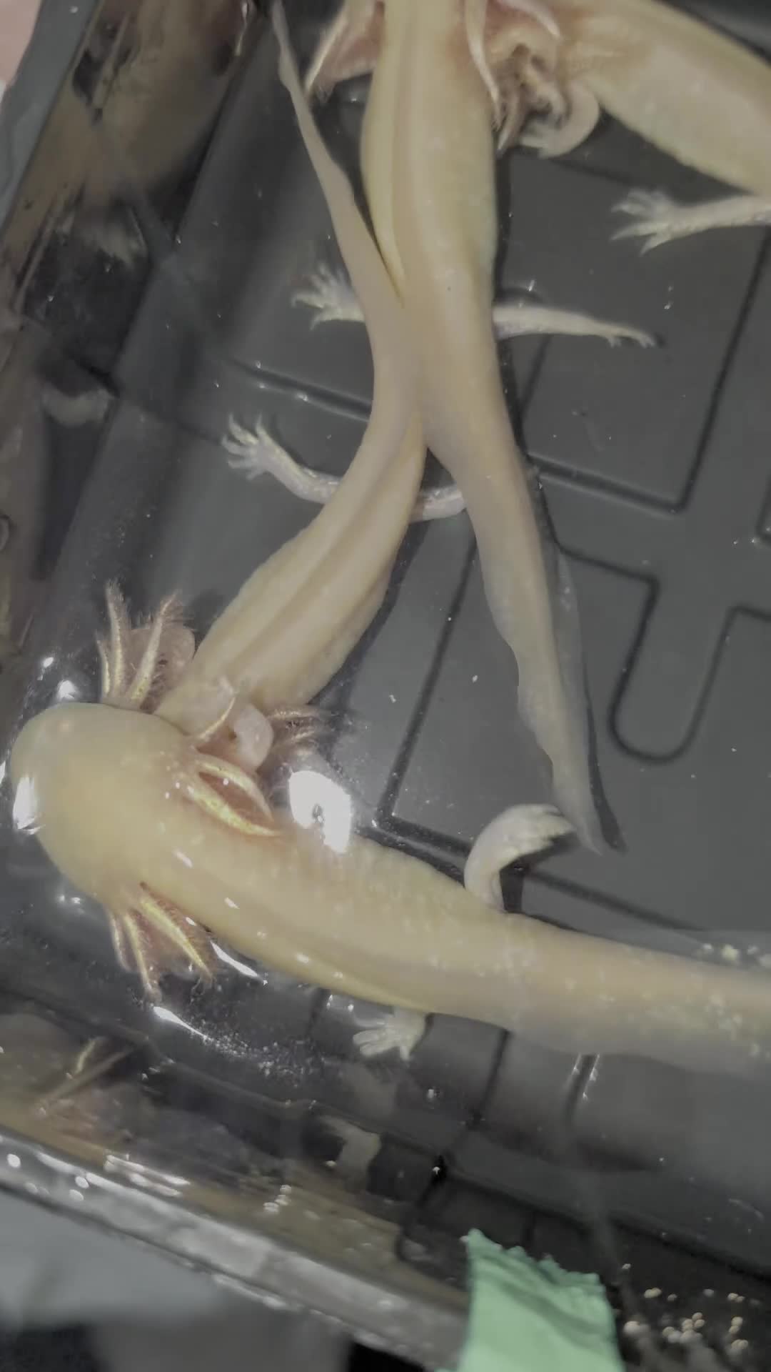 Axolotl reptiles for sale: Beautiful hypo baby Axolotls available last few  - Video 2
