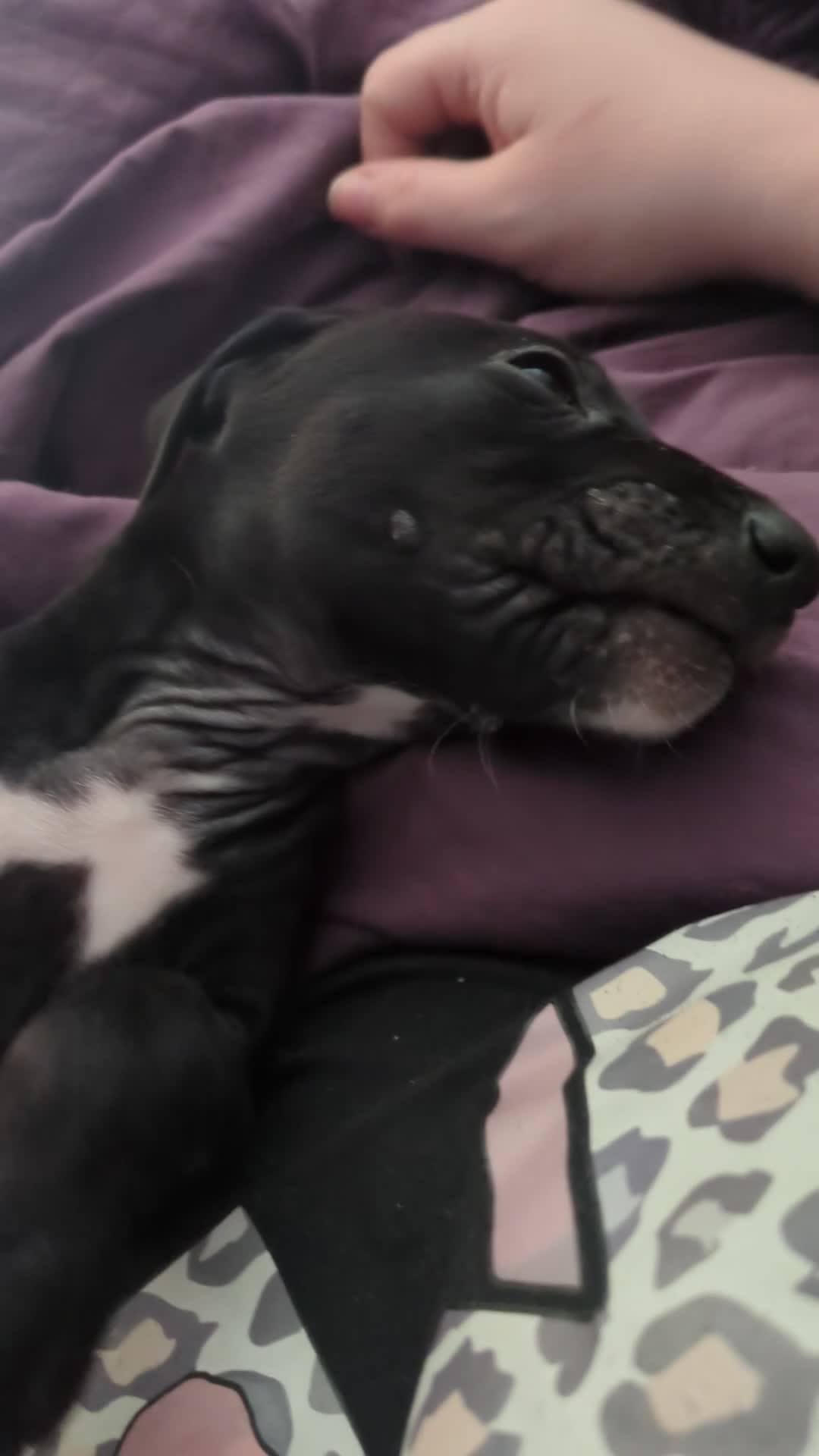 Mixed Breed dogs for sale: 1x Boy Saluki Whippet 💕 -REDUCED 10WKS - Video 1