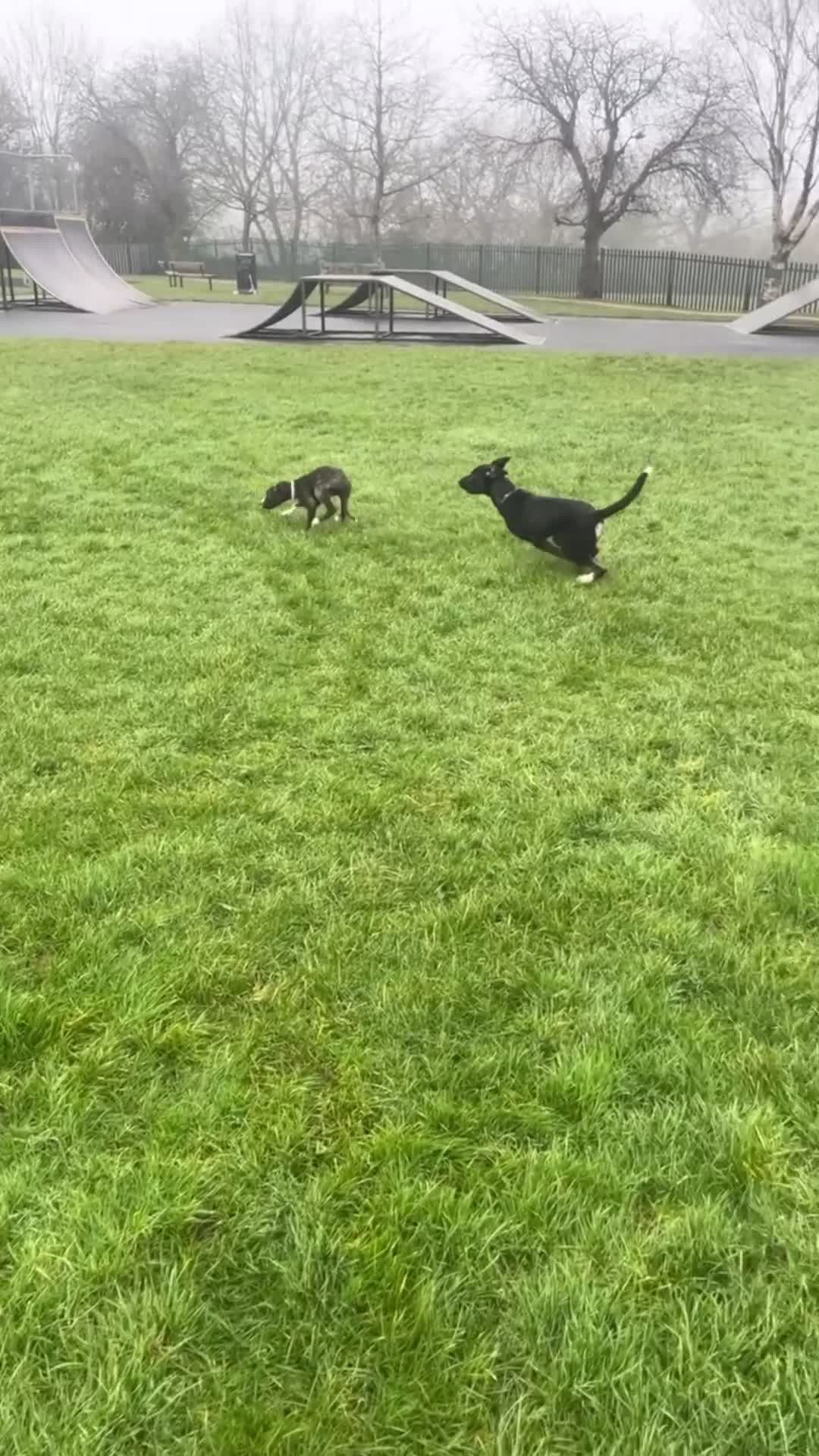 Belgian Shepherd Dog dogs for sale: Belgian malinois  - Video 1