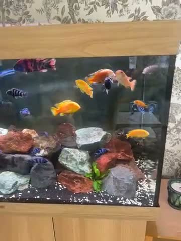 Cichlids fish for sale: Juwel Rio 350 Complete Malawi Mbuna Setup - Video 2
