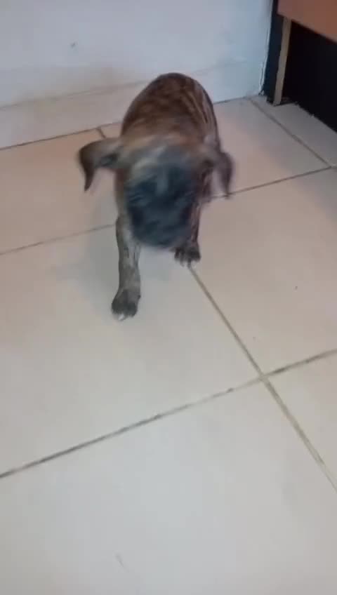 Mixed Breed dogs for sale: Puppies for sale  - Video 3