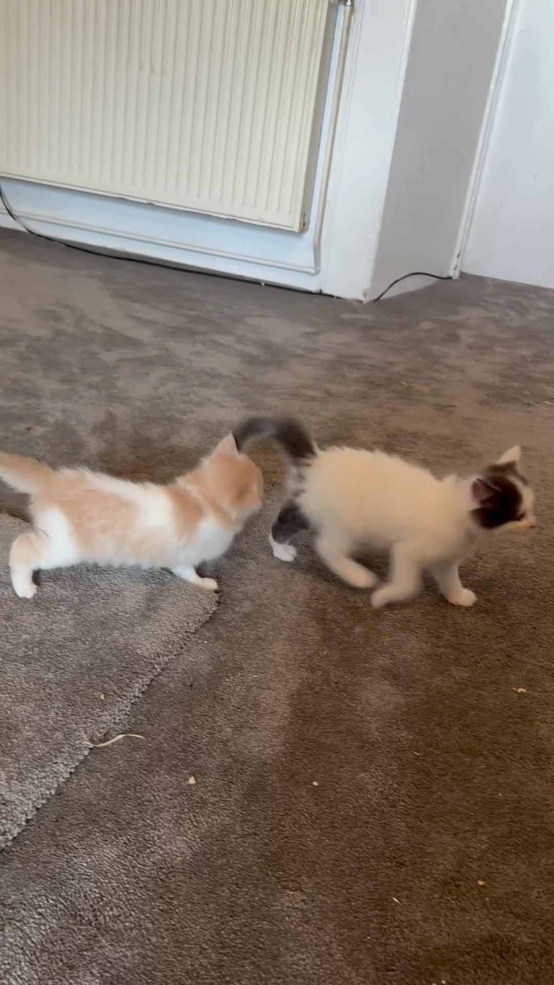 Ragdoll cats for sale: Half Ragdoll Kittens - Video 1