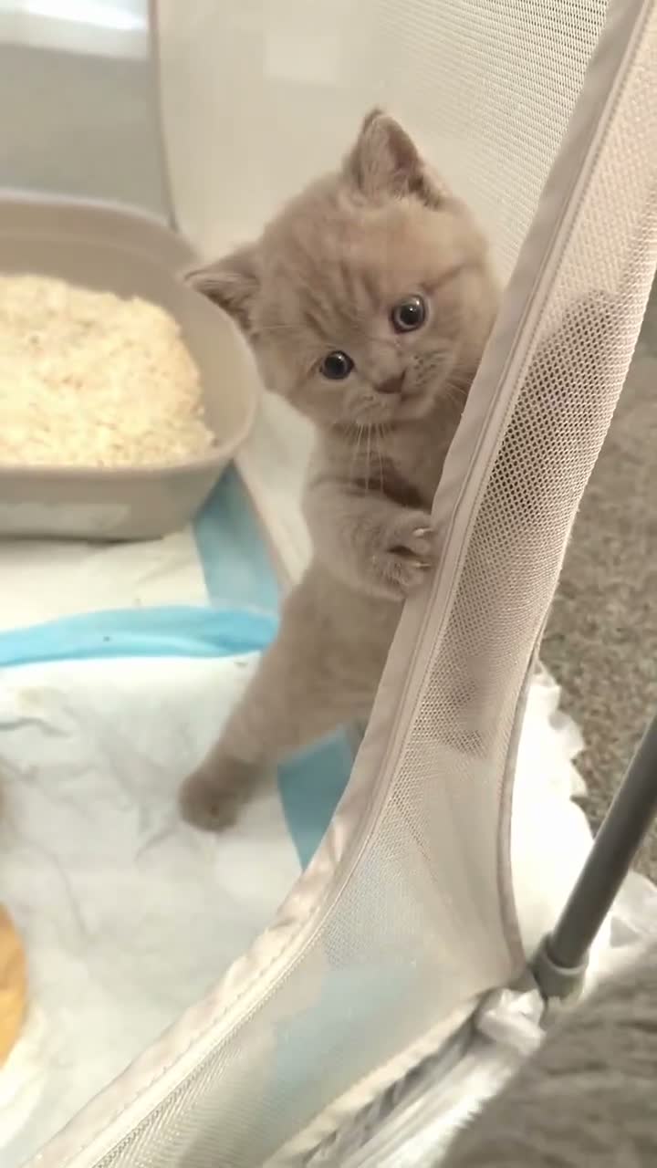British Shorthair cats for sale: TICA Registered Lilac BSH Kitten – Champion Dad - Video 1