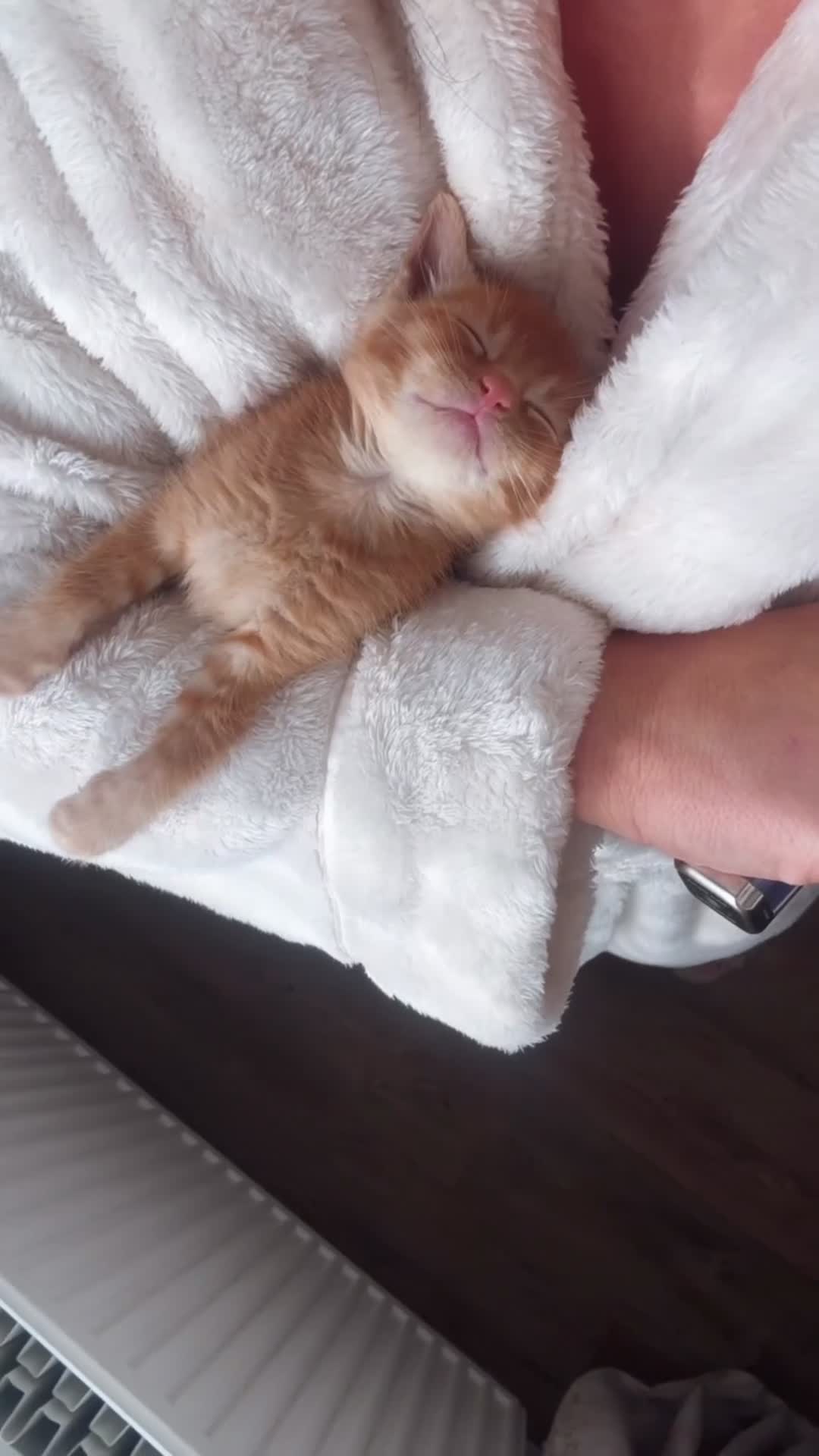 Mixed Breed cats for sale: Last 3 Adorable Ginger Males 🧡 - Video 1