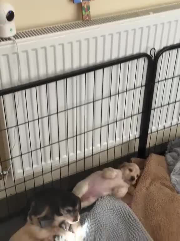 Cocker Spaniel dogs for sale: Stunning KC Show Cocker Spaniel Sable Puppies.  - Video 1