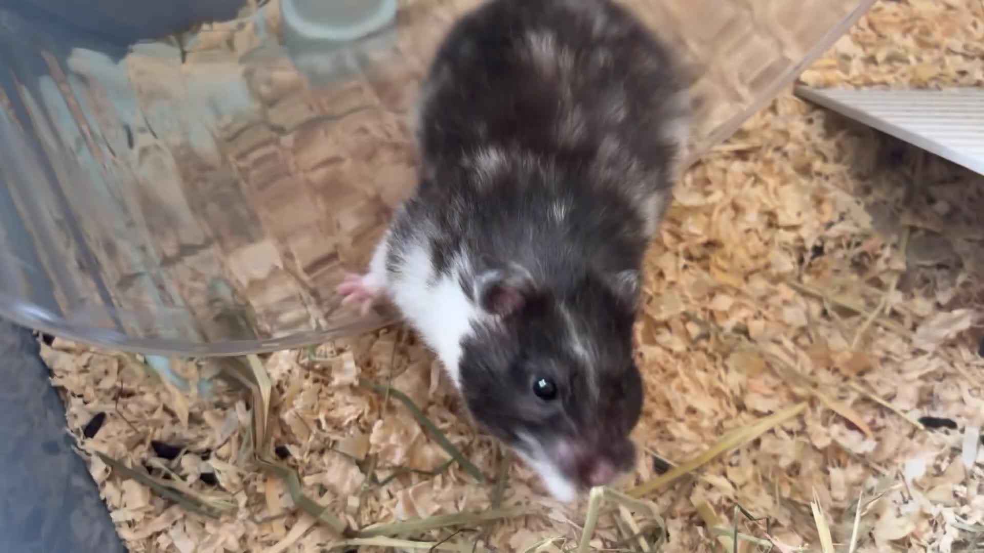 Hamster rodents for sale: 🫶🐹 Milly 🐹🫶 - Video 1