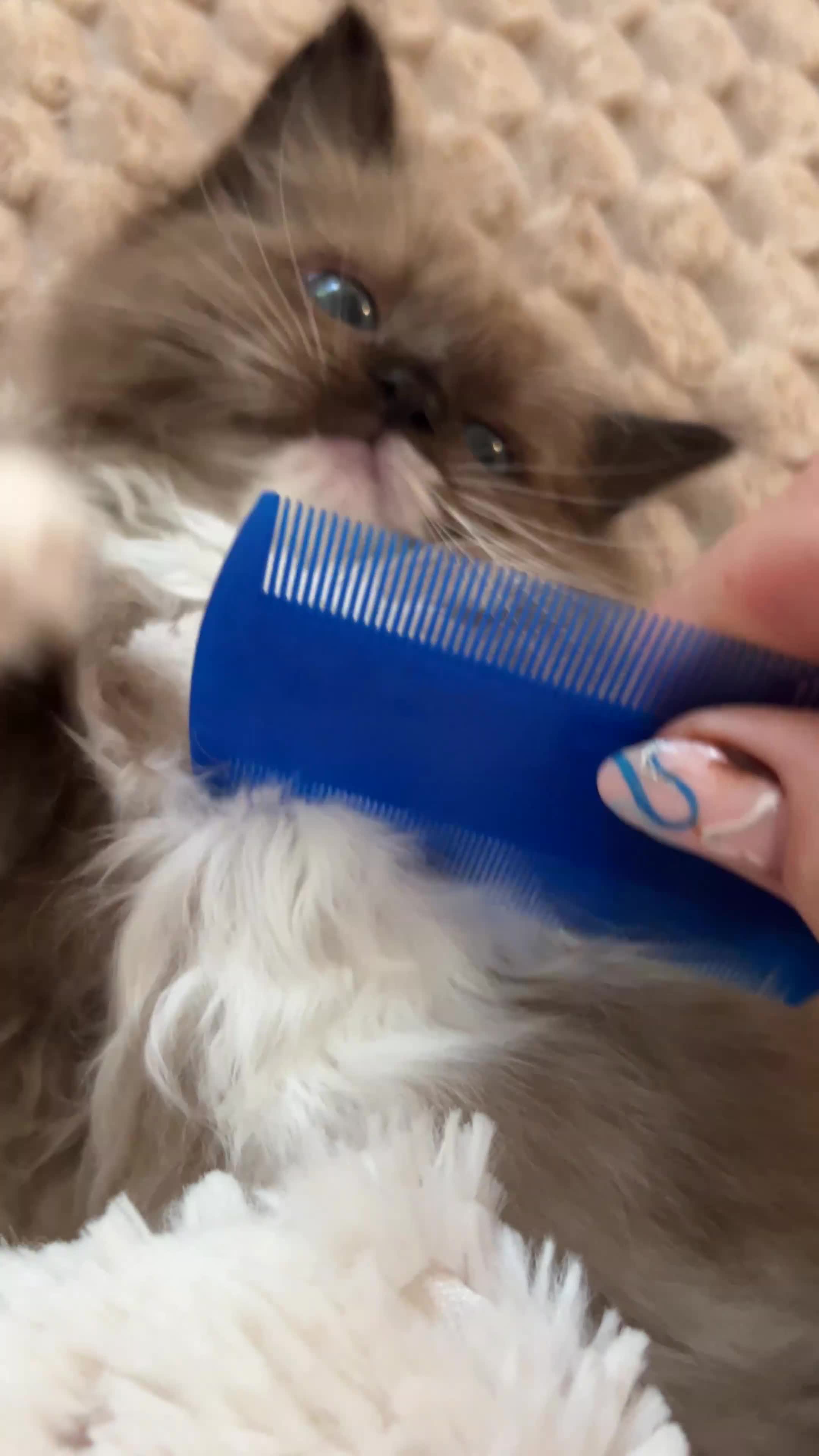 Ragdoll cats for sale: Mink & Sepia Ragdolls Cherubim TICA Pedigree  - Video 2