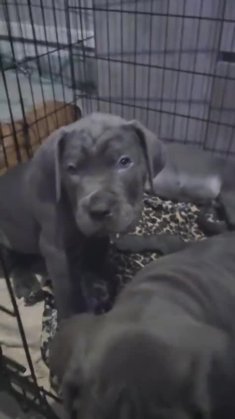 Cane Corso dogs for sale: Cane corso pups  - Video 3