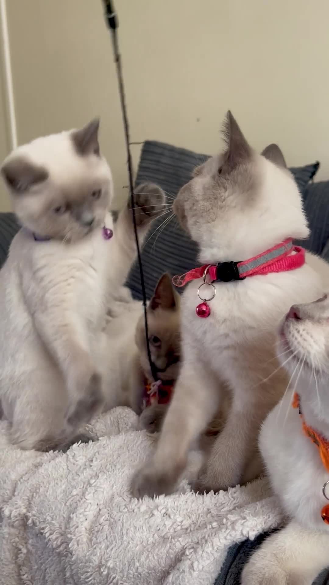 British Shorthair cats for sale: GCCF BluePoint BSH Kittens 💙 - Video 2
