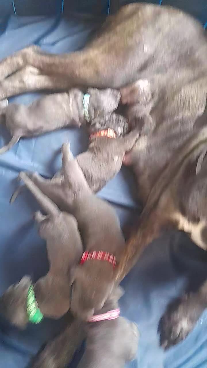 Cane Corso dogs for sale: Cane corso puppies - Video 1