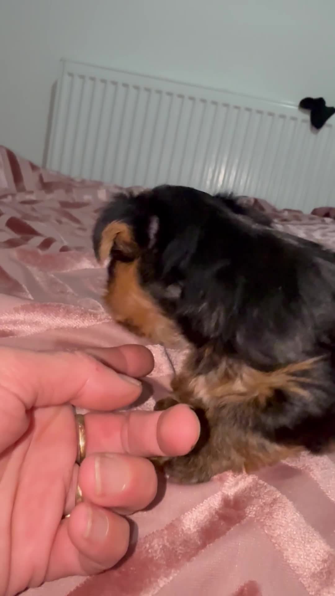 Yorkshire Terrier dogs for sale: Yorkshire terrier boy for sale £1100 - Video 2