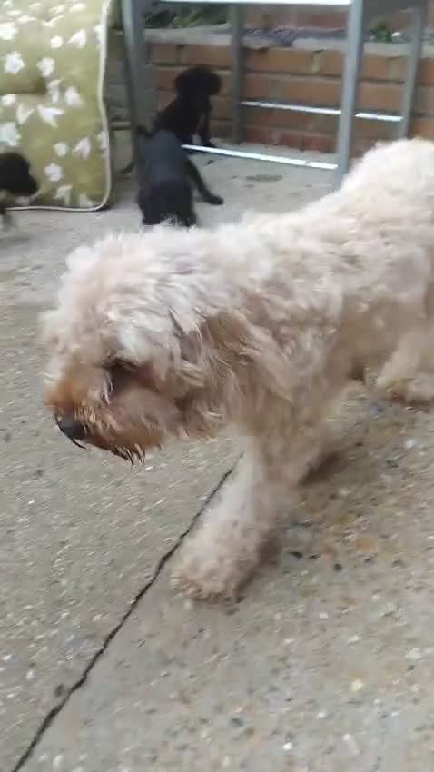 Cavapoo dogs for sale: Maltipoo  - Video 2