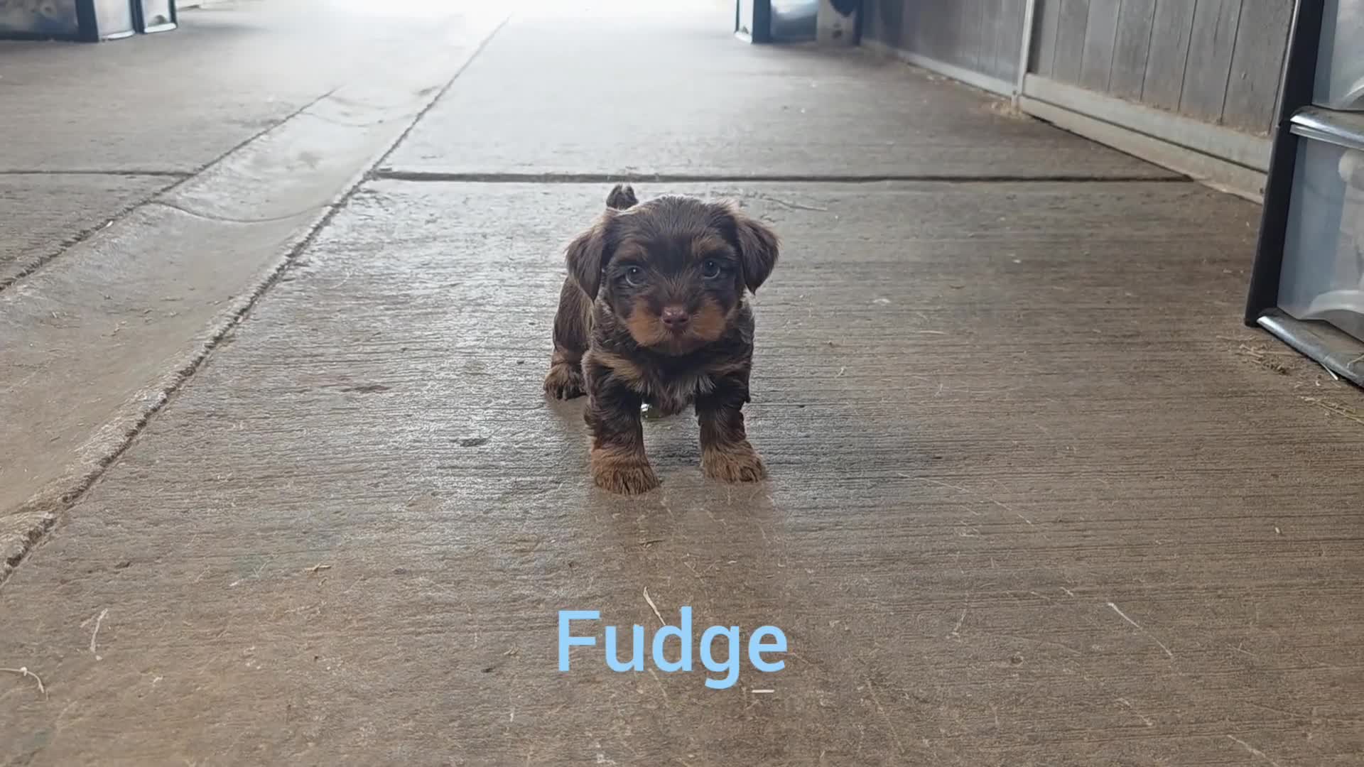 Yorkshire Terrier dogs for sale: Chocolate Yorkies  - Video 3