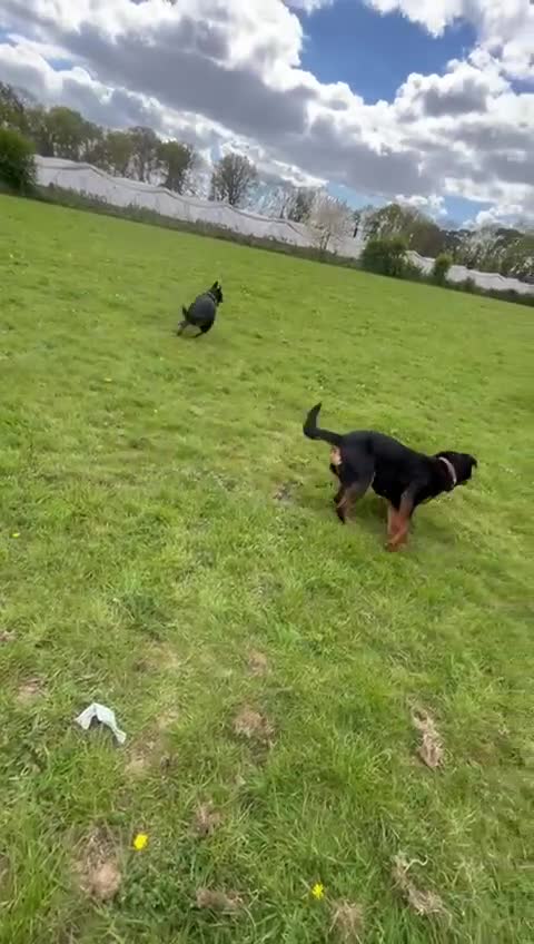 Rottweiler dogs for sale: Beautiful Rottweilers  - Video 2