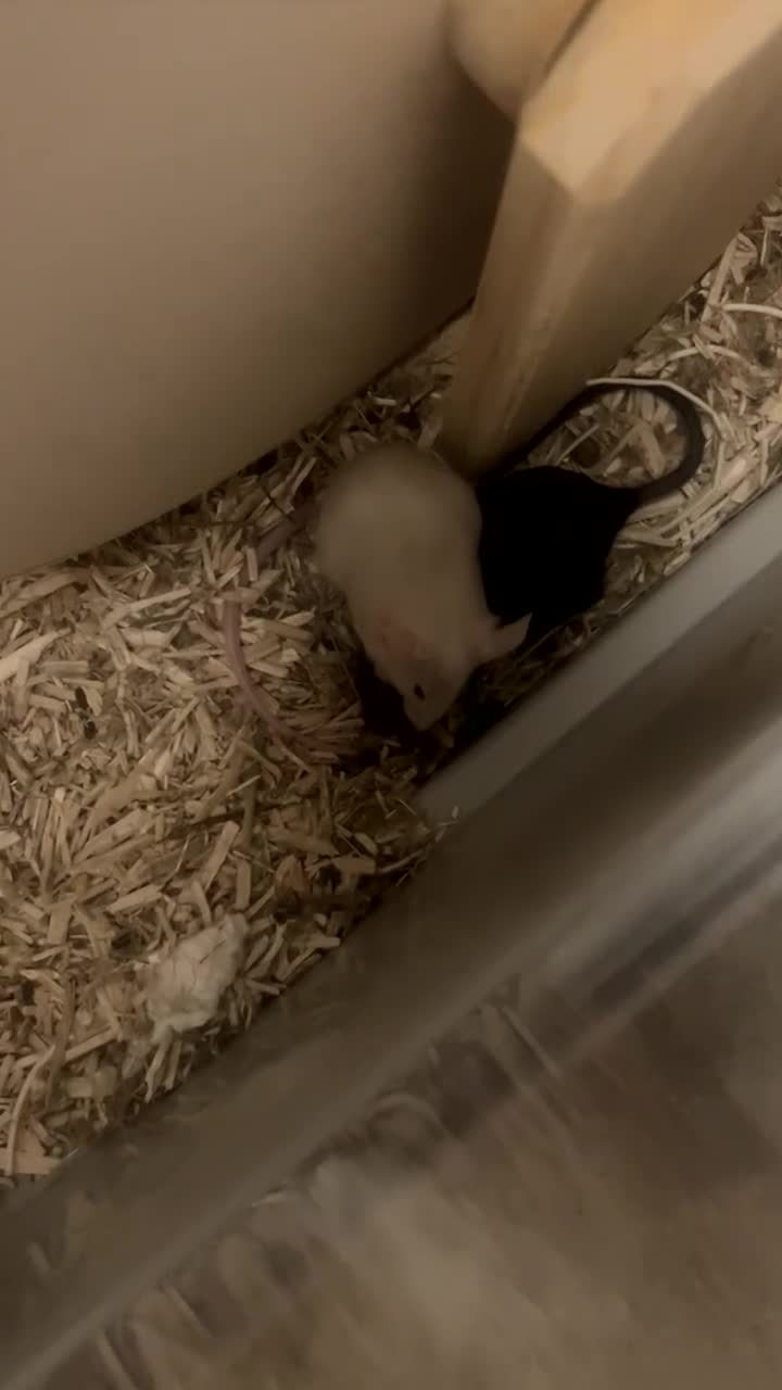 Mouse rodents for sale: 2 Female Pet Mice + Full Set Up And Accessories  - Video 4