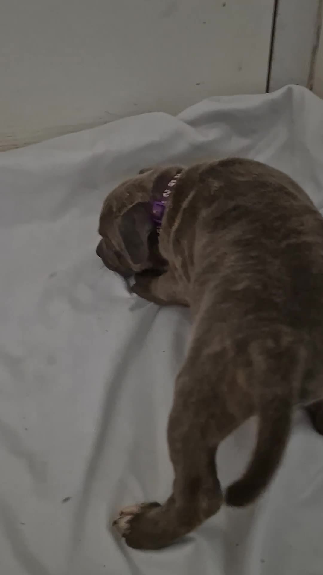 Staffordshire Bull Terrier dogs for sale: Blue Staffs £1,100 Deposit is £245 - Video 3
