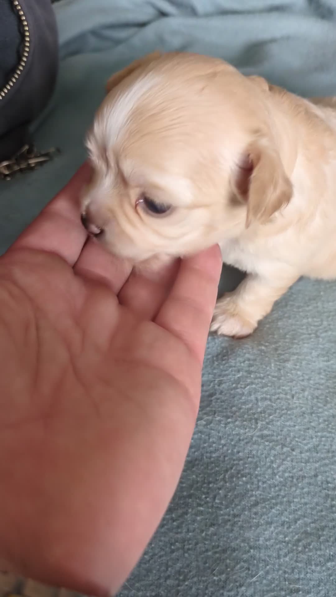 Chihuahua dogs for sale: Longhaired pedigree chihuahuas - Video 4