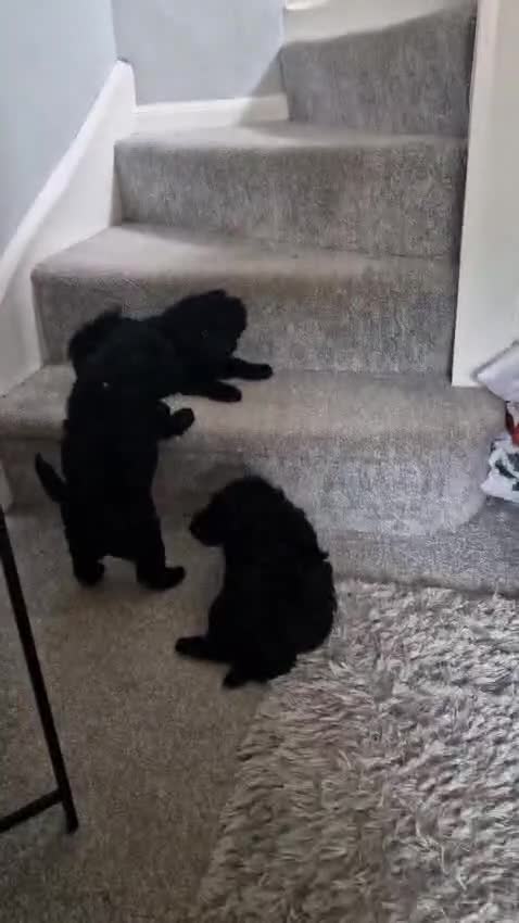 Cockapoo dogs for sale: Gorgeous F1B cockapoo  - Video 3