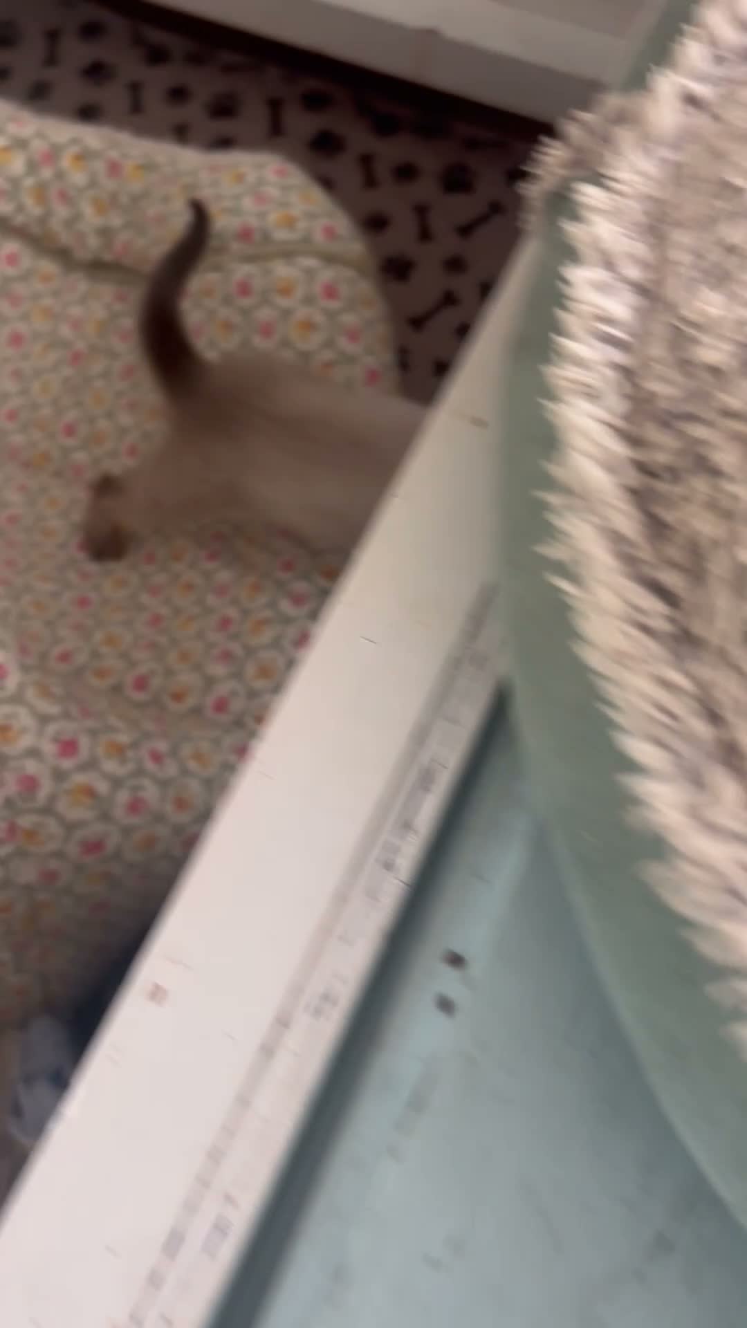 Siamese cats for sale: Pedigree, top quality kittens  - Video 1