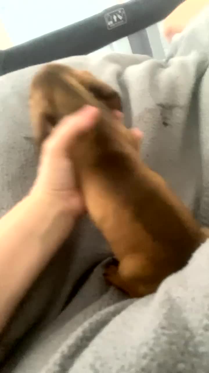 Dachshund dogs for sale: Miniature dashound  - Video 1