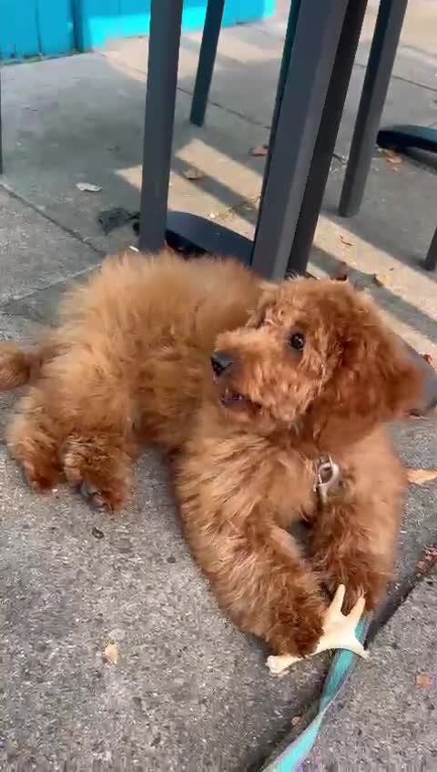 Miniature Poodle dogs for stud: Rufus  - Video 4