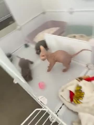 Sphynx cats for sale: Pedigree Sphynx Kittens -TICA- HCM4 N/N - Video 1