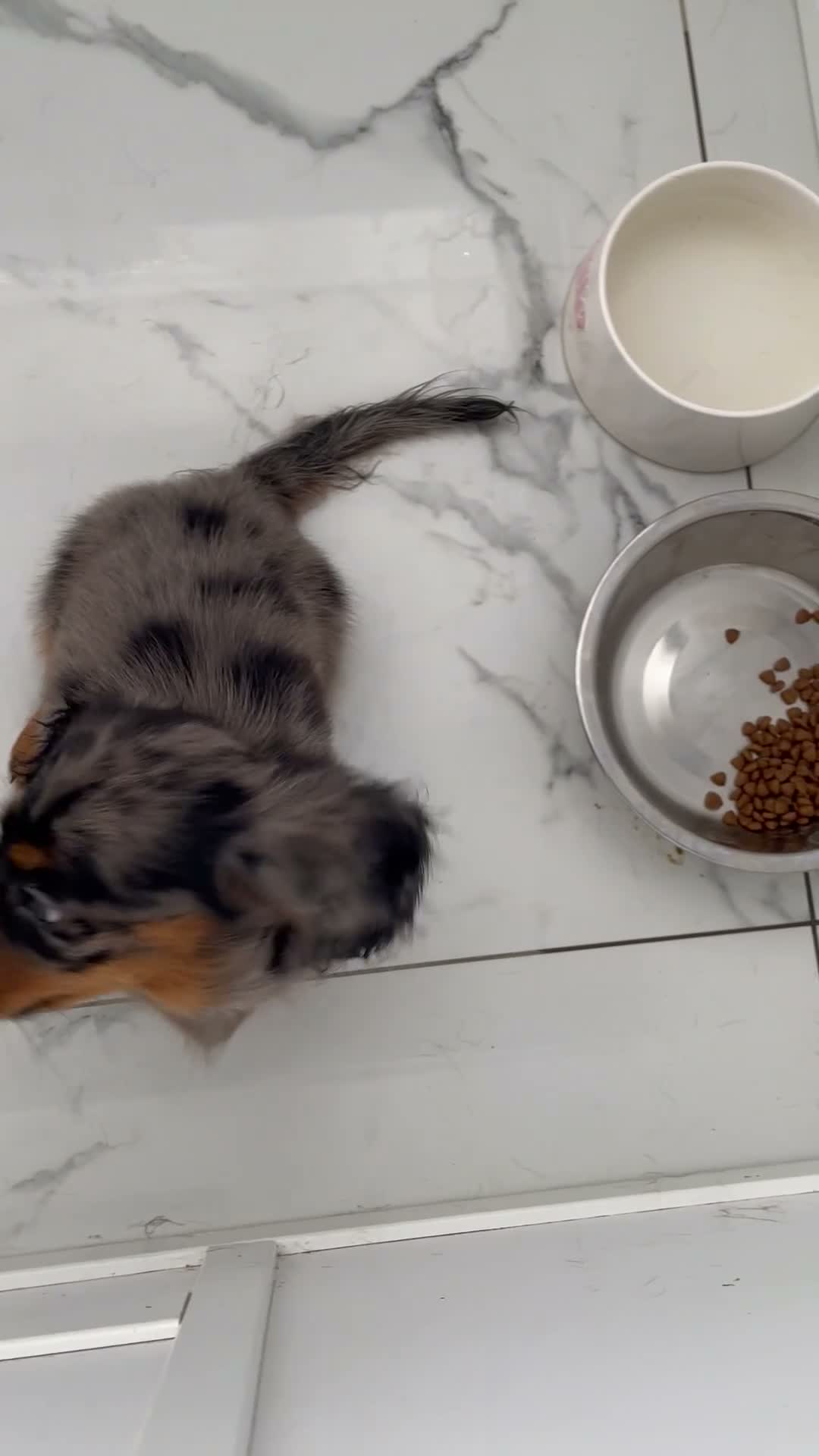Miniature Dachshund dogs for sale: KC MINIATURE LONG HAIRED DACHSHUNDS  - Video 3