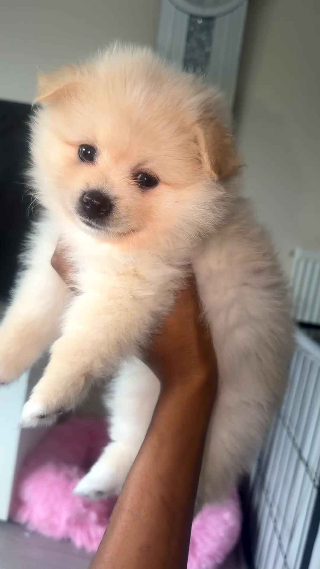 Pomsky dogs for sale: Versace – Stunning White Pomeranian Boy - Video 2