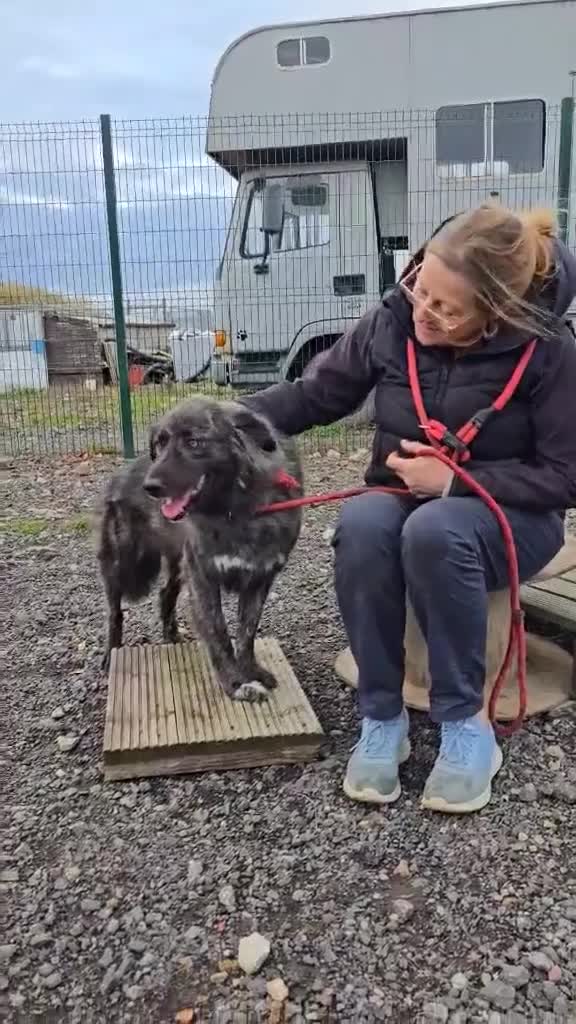 Mixed Breed dogs for adoption: MAGGIE - Video 1