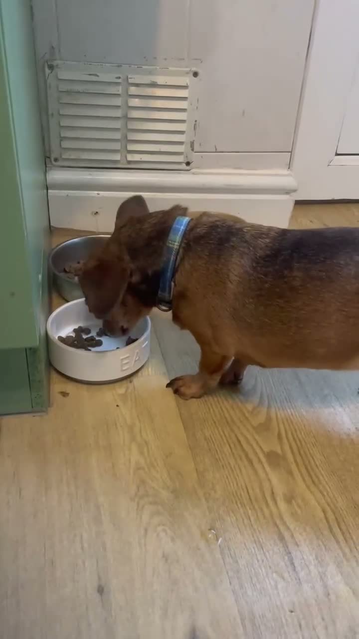 Chiweenie dogs for sale: Adult home only female Chihuahua x Dachshund  - Video 1