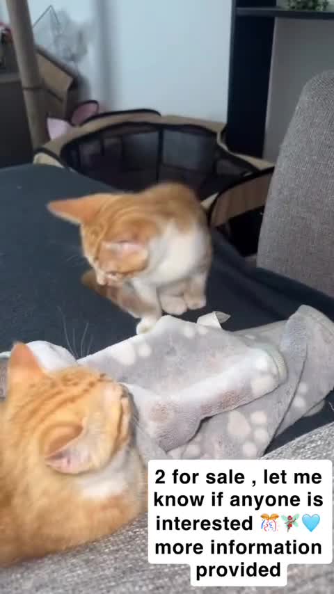British Shorthair cats for sale: The Gingers READY TO GO 🎉🧚🏽‍♀️  - Video 1
