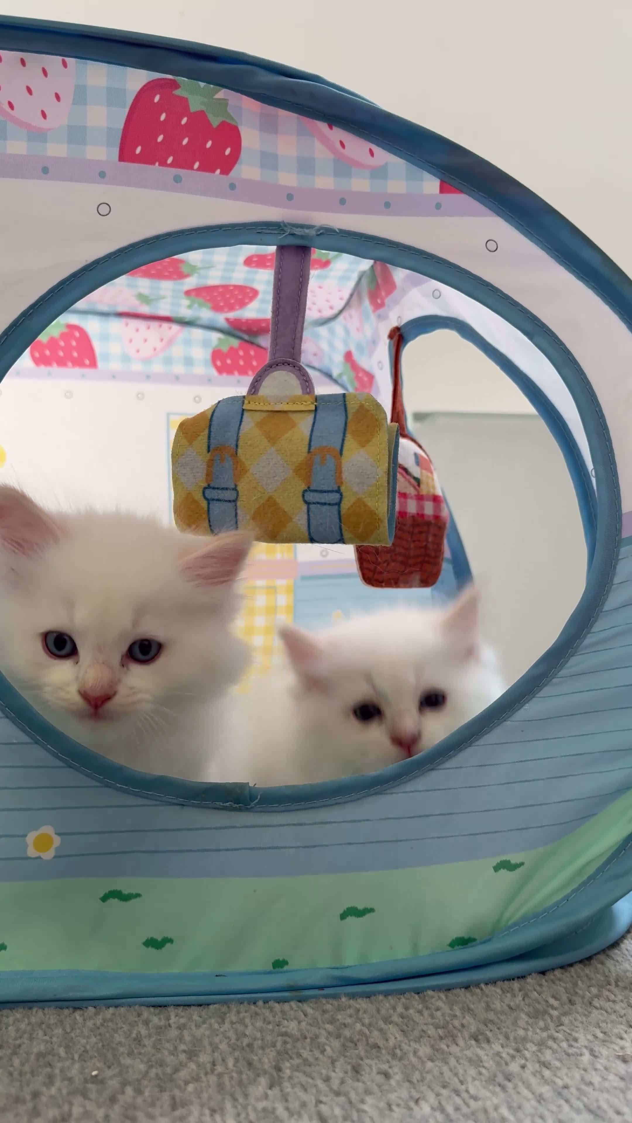 Ragdoll cats for sale: Gorgeous Cream-point Purebred Ragdoll boys - Video 1