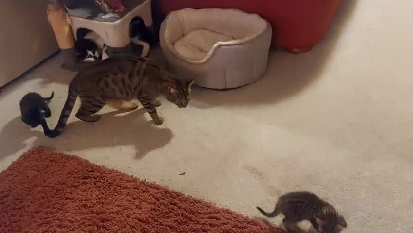 Mixed Breed cats for sale: Beautiful friendly kittens - Video 1