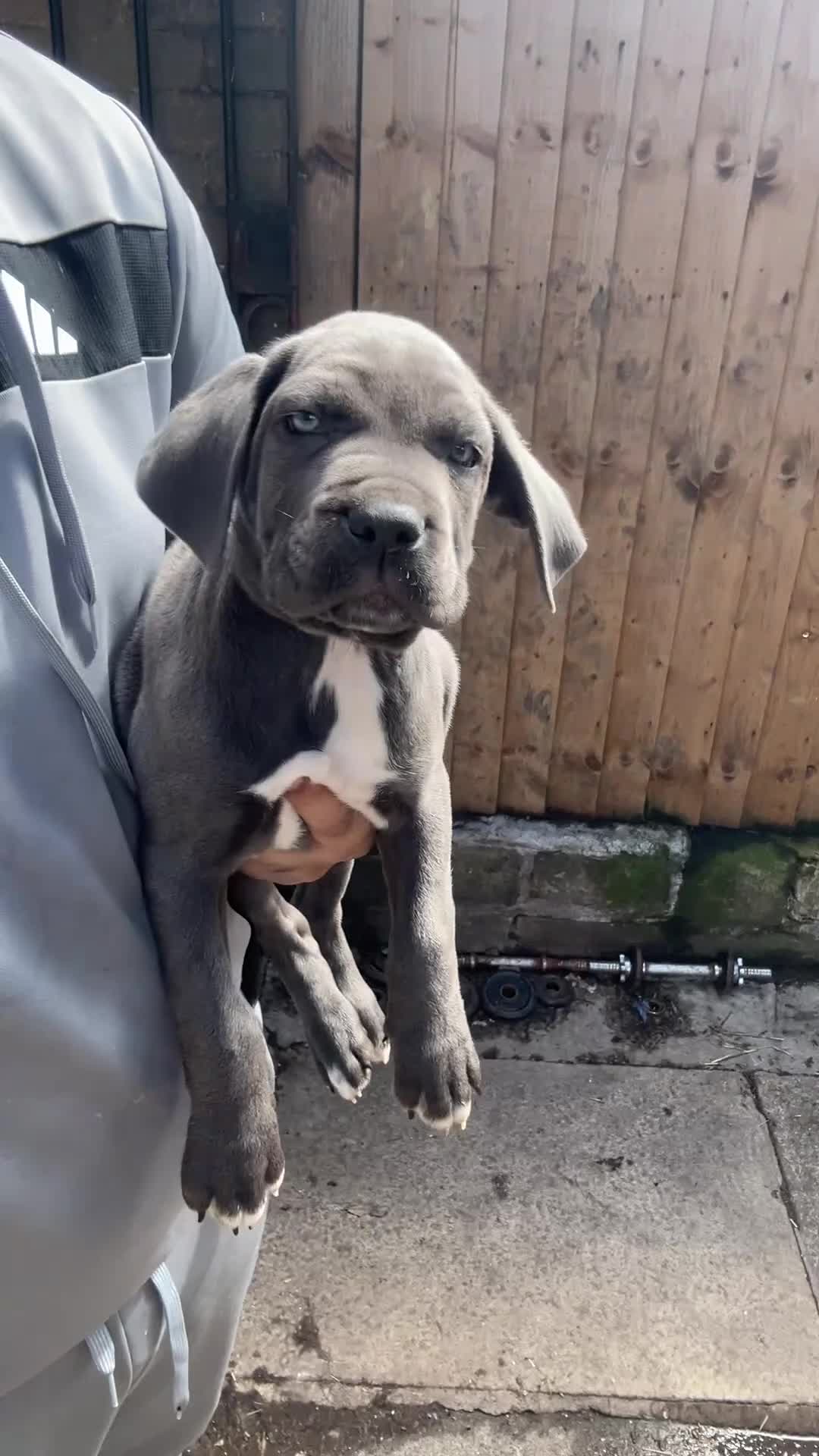 Cane Corso dogs for sale: Cerberus champion bloodline cane corso - Video 5