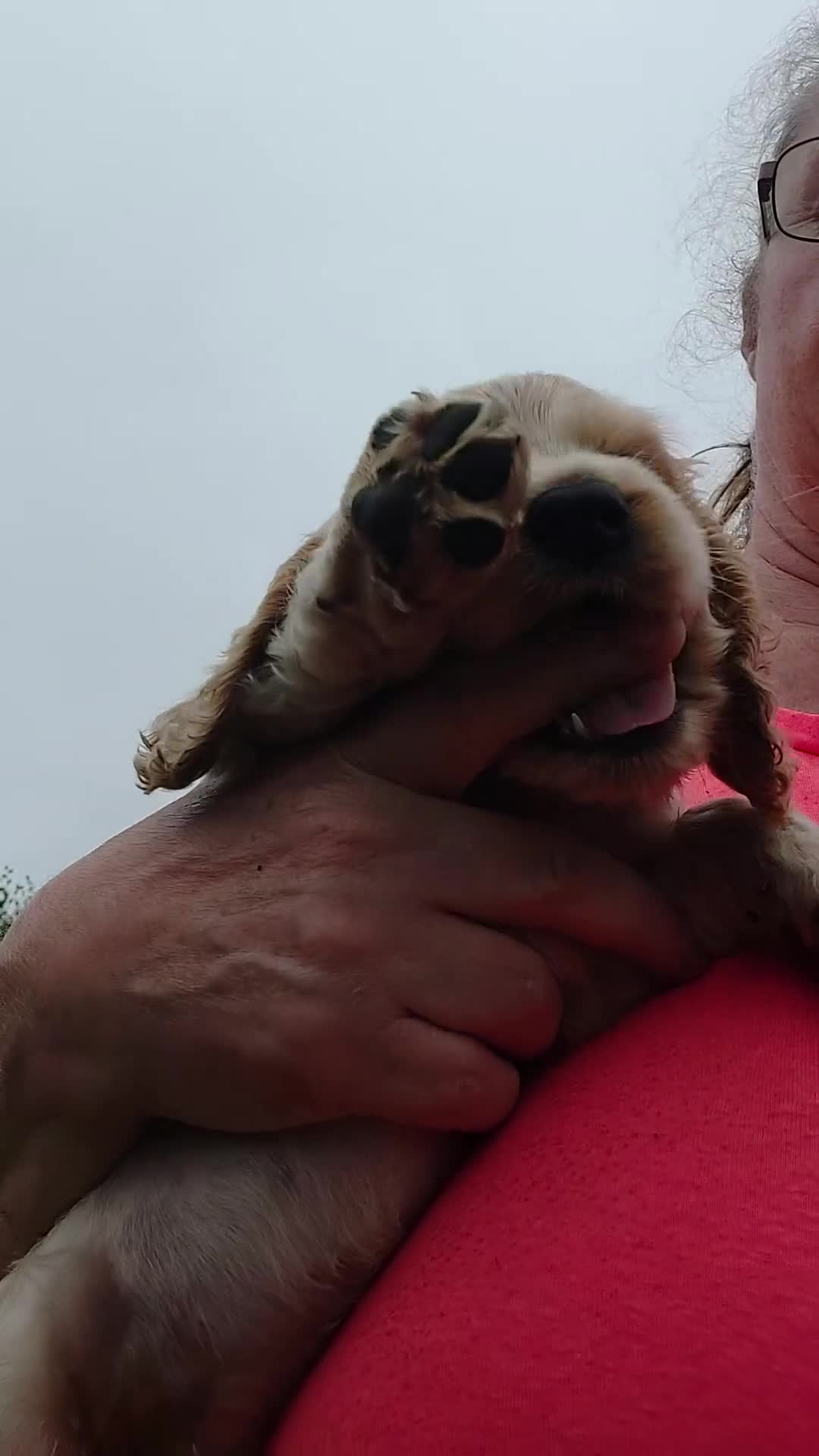 Cocker Spaniel dogs for sale: 2 FEMALE KC REG SHOW TYPE COCKER SPANIEL - Video 2