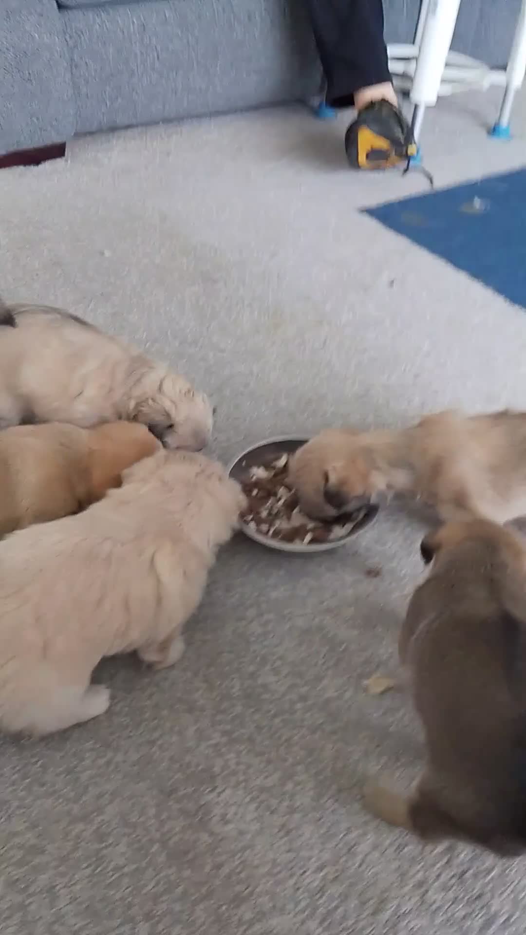 Maltipoo dogs for sale: Maltipoo - Video 2