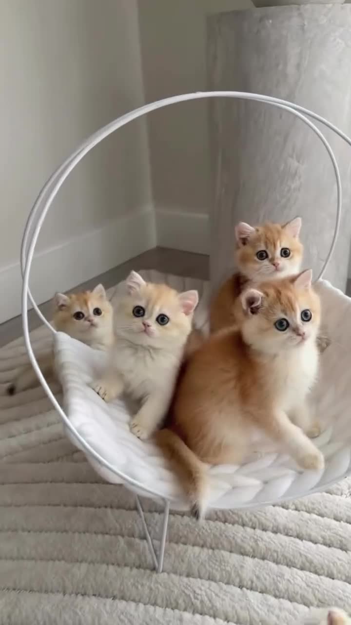 British Shorthair cats for sale: Golden British shorthair kittens  - Video 1