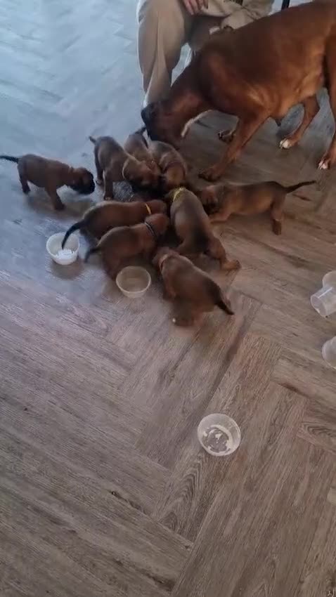 Boxer dogs for stud: Extensively Health Tested European Stud in Cardiff - Video 2