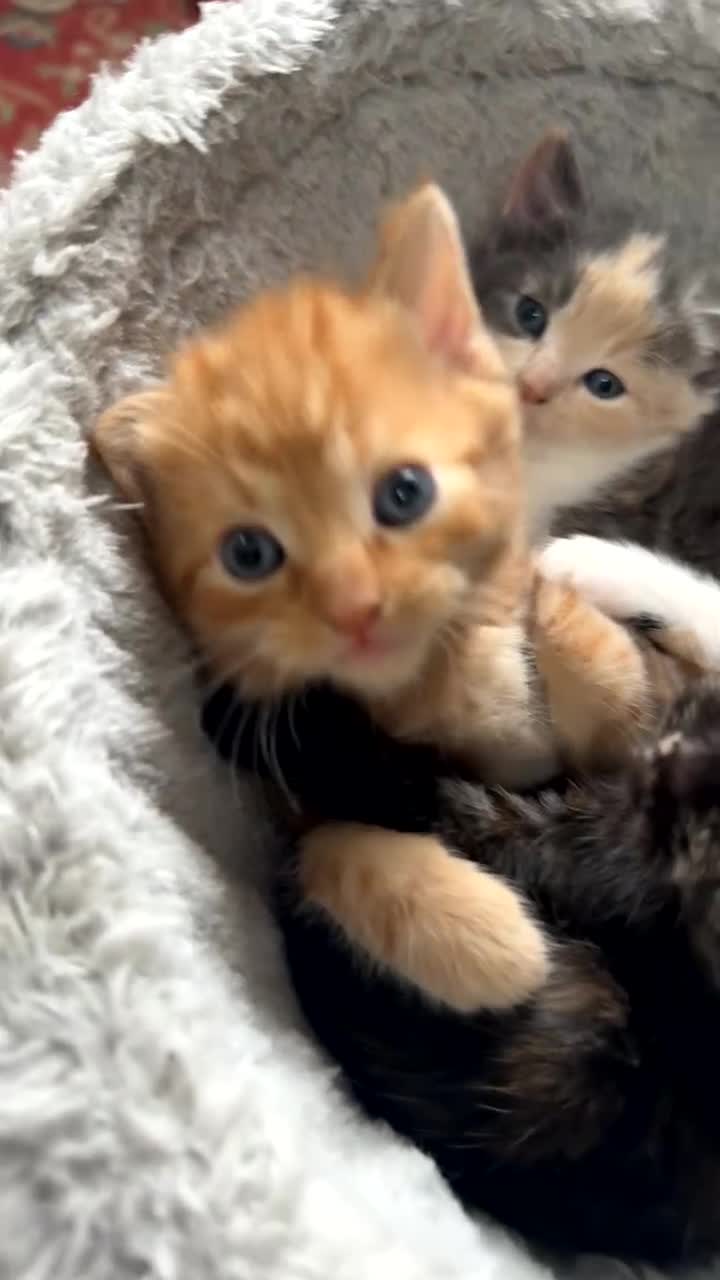 Mixed Breed cats for sale: 6 mixed breed kittens  - Video 1