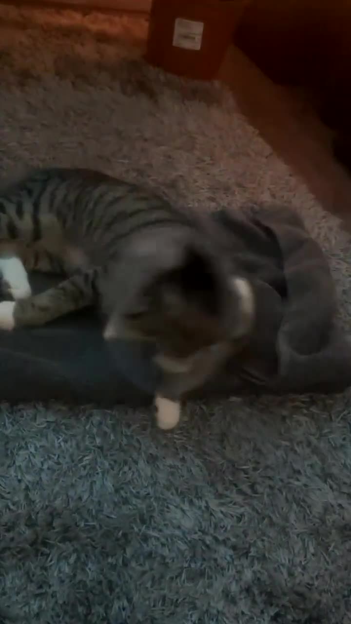 Mixed Breed cats for sale: Loving black cat called midnight ❤️ in London - Video 1