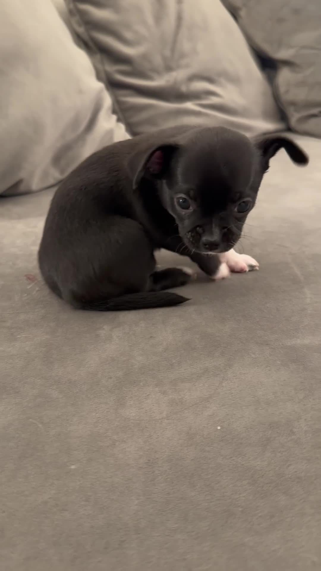Chihuahua dogs for sale: 1 Stunning Male Apple Head Chihuahua Pup left - Video 1