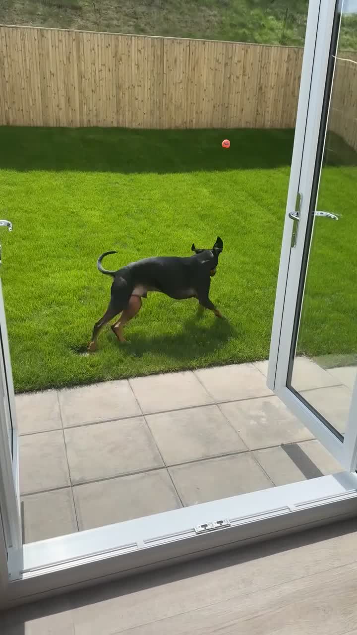 Dobermann dogs for sale: Wonderful Doberman for unfortunate adoption  - Video 1