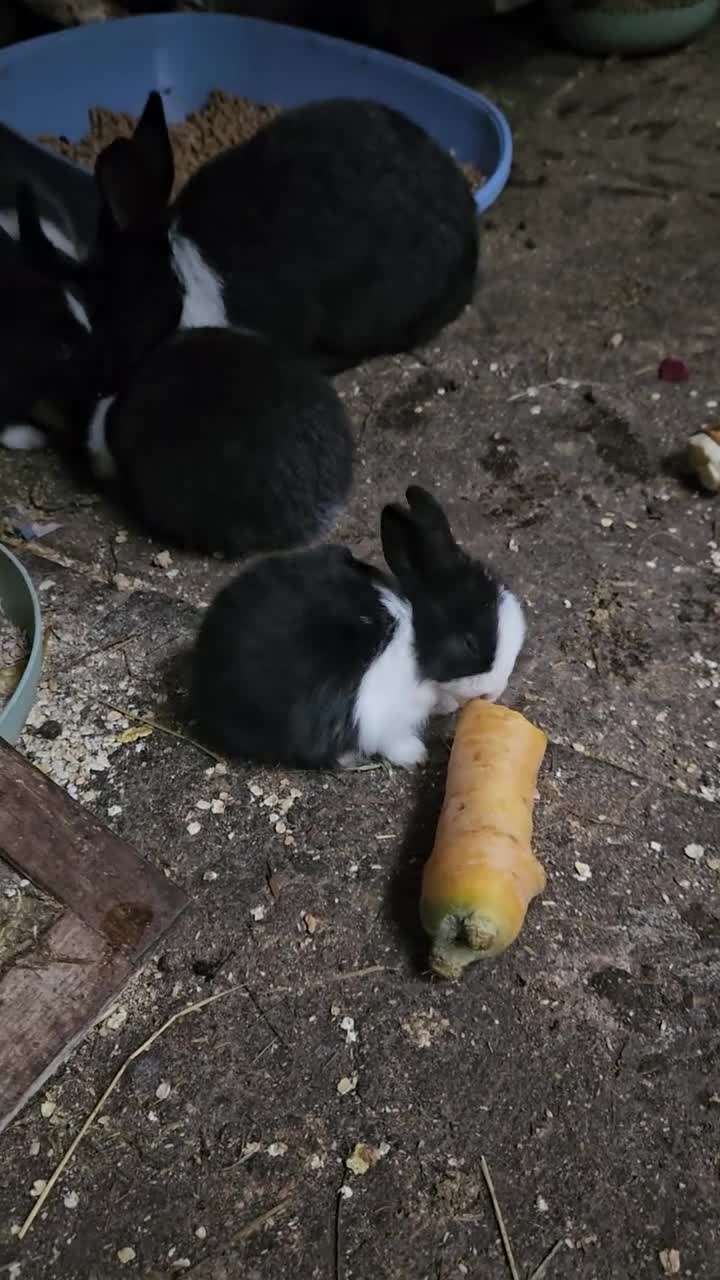 Rex rabbits for sale: They are 5 weeks old so nice baby - Video 2