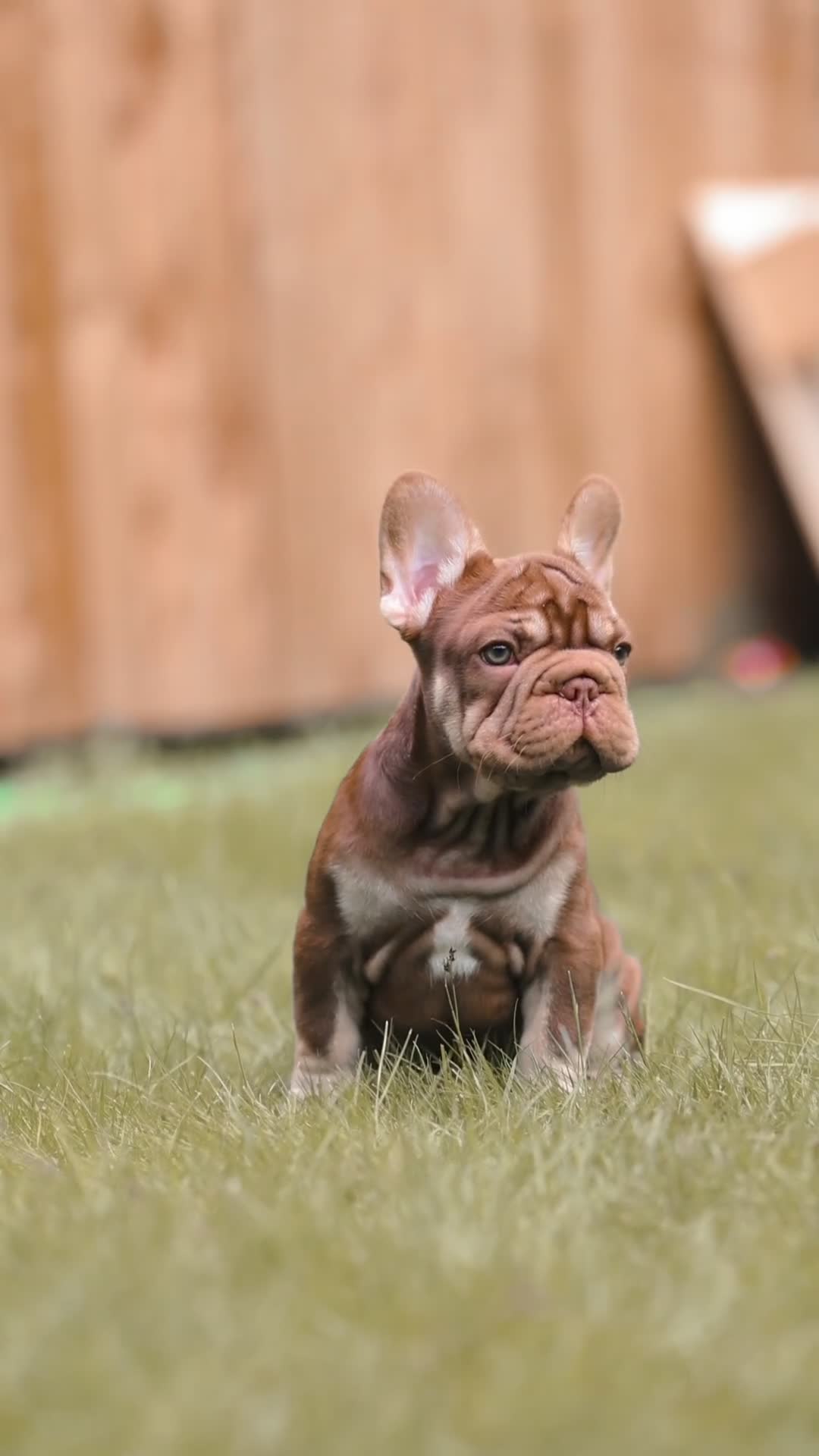 French Bulldog dogs for sale: QUALITY!! HEALTH CLEAR!! FRENCH BULLDOG PUPS!  in Durham - Video 4