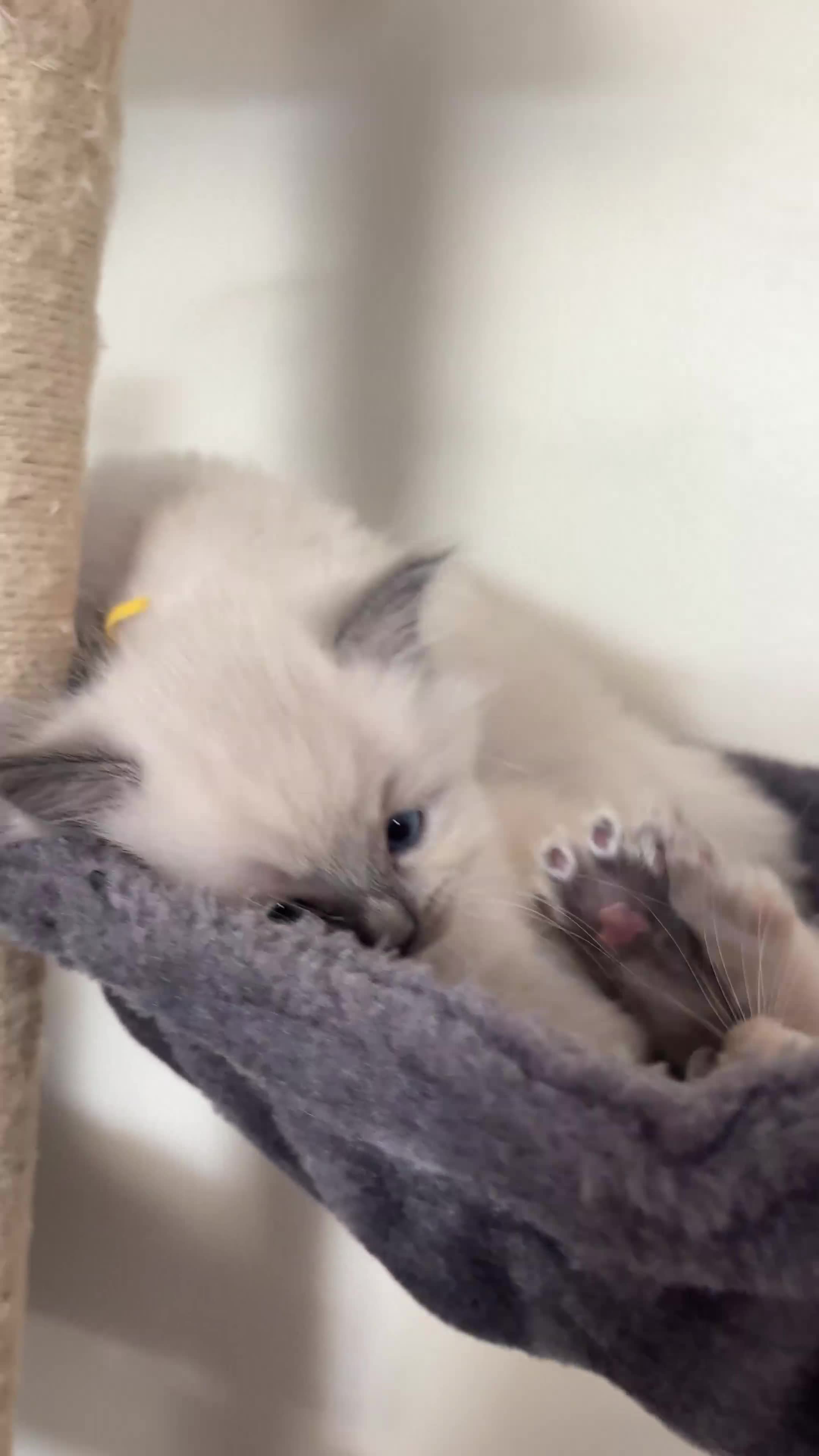 Ragdoll cats for sale: Ragdoll kittens (2 boys and 2 girls)  - Video 2